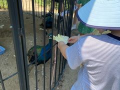 -前小桔亲子创意农场·草莓采摘·露营烧烤