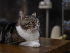 -猫猫幼稚园·撸猫·桌游·电玩