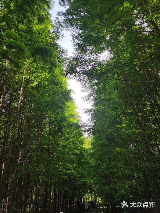 桤木河湿地公园图片