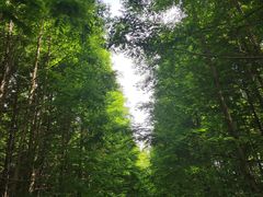 -桤木河湿地公园