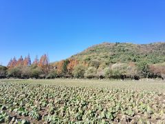 -八卦田遗址公园
