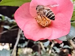 -两河城市森林公园