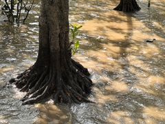-宝安西湾红树林湿地公园