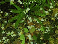 -谷咖啡·鲜花绿植花园餐厅