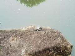 -中国茶叶博物馆(双峰馆区)