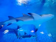 -华夏文旅海洋公园