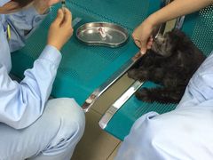 -康乐宝动物医院