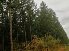 -塞罕坝国家级自然保护区