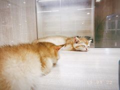 -飞行喵MR PILOT|猫舍·猫咖(静安大融城店)
