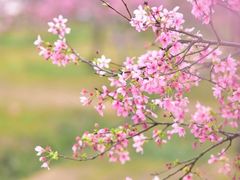 -天适樱花悠乐园