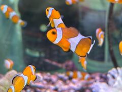 -青石桥花鸟鱼虫市场(叠翠城店)