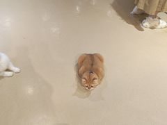 -藏猫猫咖啡主题馆(中央大道店)