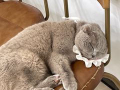 -共舞时光猫咖·狗咖(新街口店)