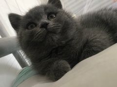 -喵zoo家庭繁育猫舍(尖东智能花园店)