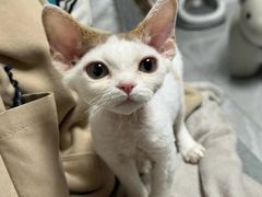 -山宅一喵德文卷毛猫舍