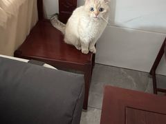 -屋虎猫馆(宝安大仟里店)