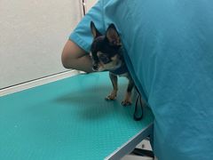-北京观赏动物医院·24小时大型综合·猫专科·异宠专科