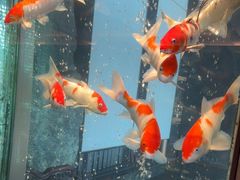 -浩运·海鲜青岛菜·海胆水饺(石老人店)