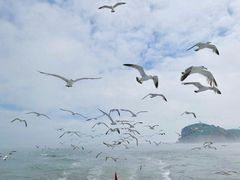 -海驴岛(荣成市)