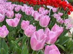 -石家庄市植物园