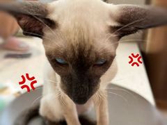 -飞行喵MR PILOT|猫舍·猫咖(静安大融城店)
