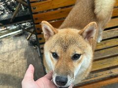 -柴犬高等学院·狗咖·柴犬售卖·宠物训练