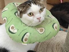 -喵园·猫主题咖啡厅·撸猫·猫咖(国贸店)