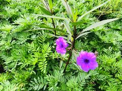 -前小桔亲子创意农场·草莓采摘·露营烧烤