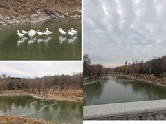 -北京张裕爱斐堡酒庄