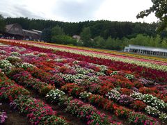 富田农场-富田农场