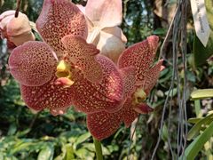 -中国科学院西双版纳热带植物园