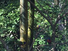 -新加坡飞禽公园