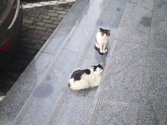 -33韩式自助烧烤(环城南路店)