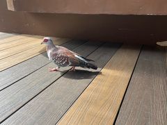 -新加坡飞禽公园