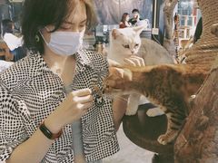 -more than meow吴止猫主题餐厅(承德 中船汇店)