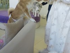 -怪兽屋·羊驼·猫咖·狗咖(俊华广场店)