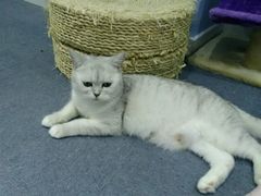 -喵的天空名猫咖啡馆·撸猫·猫舍·用品