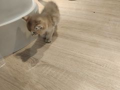 -BABIT巴比特宠物(MOMOPARK店)