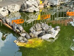 -龙华素斋(龙华路店)