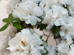 -上海滨江森林公园