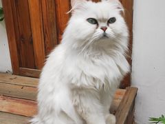 -喵屿·大理花园猫咖