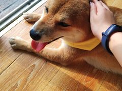 -柴犬高等学院·狗咖·柴犬售卖·宠物训练