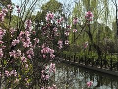 -南汇桃花村