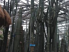-南山植物园