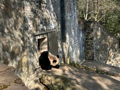 -都江堰中华大熊猫苑