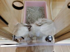 -屋虎猫馆(宝安大仟里店)