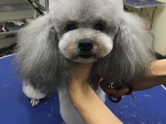 -沐沐家宠物(成寿寺店)