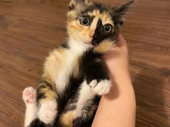 -关爱宠物医院·猫科中心·消化科(滨湖万达分院)