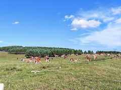 -塞罕坝国家级自然保护区