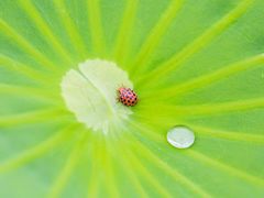 -万源龙顺度假庄园生态观光园